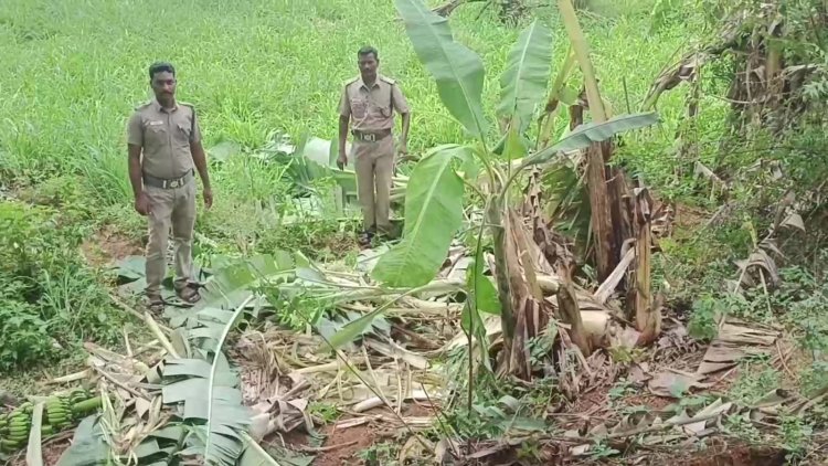 ஆம்பூர் விவசாயிகளை கலங்கடிக்கும் ஒற்றை யானை!