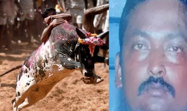 ஜல்லிகட்டு காளை ஆட்டுக்குட்டி போல உள்ளது என கிண்டல் செய்ததால் கொலை!