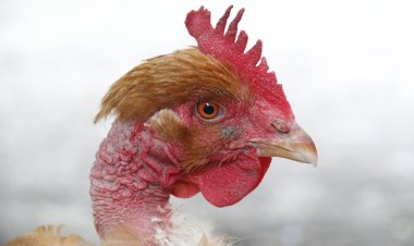  நாட்டுக்கோழி பண்ணைகள் அமைக்க லோன்!