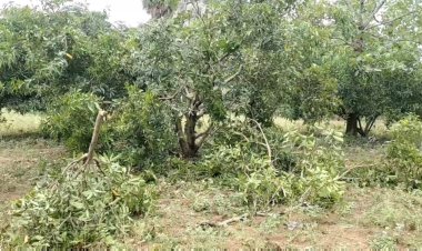 மாந்தோப்பை காலி செய்த யானைக் கூட்டம்! ஆம்பூர் அருகே அட்டகாசம்!!