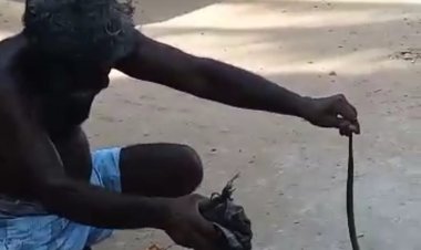 நாக பாம்பை அலேக்காக பிடித்த பெருசு!