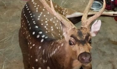 மான் கறி தின்ன முயன்ற தெரு நாய்கள்!