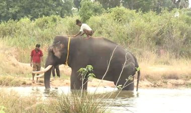 அடங்காத யானை பிடிபட்டது! மக்கள் நிம்மதி மூச்சு!!