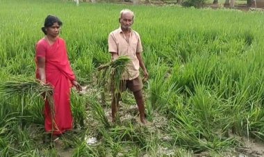   விளை நிலங்களை சேதப்ப்படுத்தும் காட்டு யானைகள்! குறட்டைவிடும் வன அதிகாரிகள்!