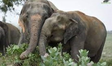 ரேஷன் கடைக்கு வந்து சென்ற காட்டு யானைகள்! மிரட்சியில் மக்கள் மற்றும் ஊழியர்!