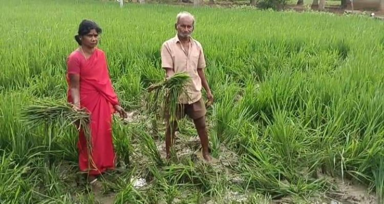   விளை நிலங்களை சேதப்ப்படுத்தும் காட்டு யானைகள்! குறட்டைவிடும் வன அதிகாரிகள்!