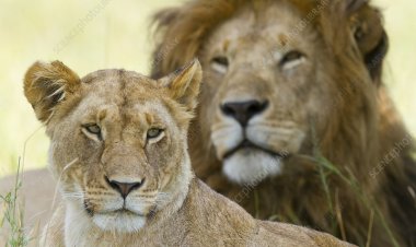 'அக்பர்' சிங்கத்துடன், 'சீதா' சிங்கத்தை அடைப்பதா? நீதிமன்றத்தை தொட்ட பிரச்சனை!