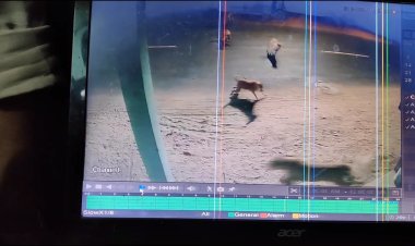 மயிலாடுதுறையில் சிறுத்தை! விரட்டிய நாய்கள்!வெளியே வரவேண்டாம் என போலிசார் எச்சரிக்கை!