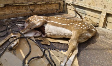 ஊரை தேடி வரும் உயிரிங்கள்!