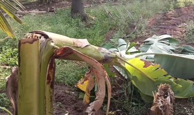 மரங்களை சாய்த்த சூறாவளி!