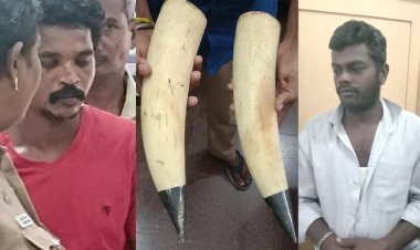 யானை தந்தம் பிசினஸில் செய்த எம்.பி.யின் ஓட்டுநர்!