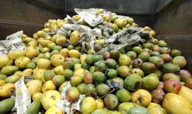 ரசாயனம் மூலம் பழுக்க வைக்கப்பட்ட மாம்பழங்கள் பறிமுதல்!