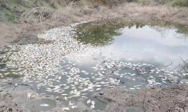 ஏரி வறண்டதால் மீன்கள் செத்து மிதந்தன!