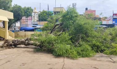 கீழே சாய்ந்த மருத்துவ மரத்தை காப்பாற்றுங்களேன்!