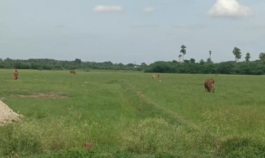 வெடி குண்டு வெடித்து பசுமாட்டின் வாய் சேதம்!