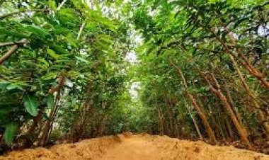 வனத்துறையின் நிலத்தை தனிநபருக்கு பதிவு செய்து கொடுத்த சார்பதிவாளர் சஸ்பெண்டு!