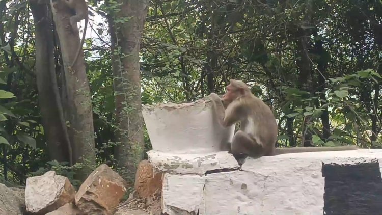 குரங்குகளின் தாகத்தை போக்குமா வனத்துறை! ஏலகிரி பரிதாபம்!