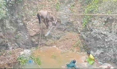 கிணற்றில் விழுந்த காளை மாடு! சூப்பராக மீட்ட தீயணைப்பு வீரர்கள்!