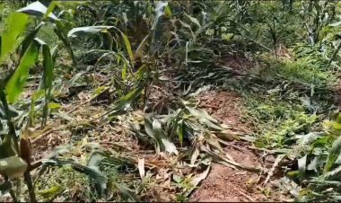 பள்ளத்தையும் தாண்டி மக்காச்  சோளப்பயிரை சேதப்படுத்திய காட்டுப் பன்றிகள்!