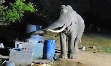 வெல்லம் தேடி வந்த யானை...கிடைக்காமல் போனதால் வேனை கவிழ்த்து ரகளை!