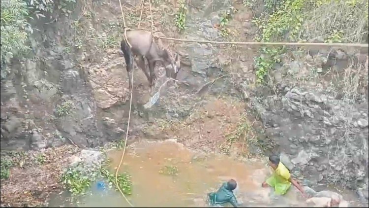 கிணற்றில் விழுந்த காளை மாடு! சூப்பராக மீட்ட தீயணைப்பு வீரர்கள்!