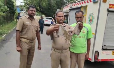  அரியவகை ஆந்தை!