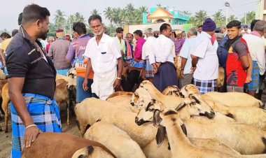 தீபாவளி விருந்துக்காக சந்தையில் குவியும் ஆடுகள்!