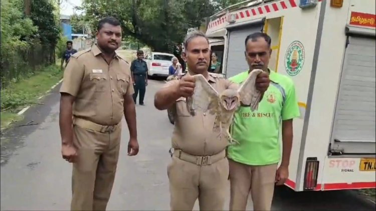 அரியவகை ஆந்தை!