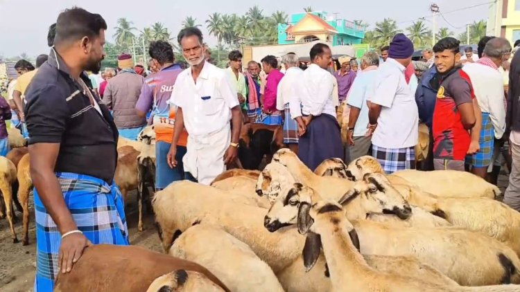 தீபாவளி விருந்துக்காக சந்தையில் குவியும் ஆடுகள்!