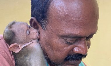 குரங்கு குட்டிக்காக ரிட்மனு தாக்கல் செய்த மருத்துவர்! சென்னை உயர்நீதிமன்றத்தில் இன்று விசாரணை!