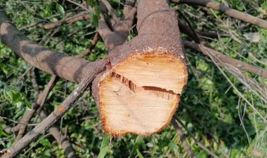 சந்தன மரங்கள் அபேஸ்!