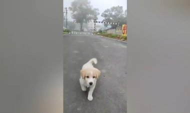 பப்பியை காணோம்!. கண்டுபிடிச்சு கொடுங்கள்! காவல் நிலையத்தில் நாய் குட்டி உரிமையாளர் புகார்!.