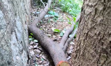 கலெக்டர் ஆபிசில் வெட்டப்பட்ட சந்தன மரம்!