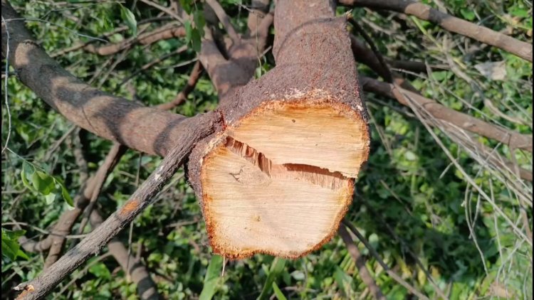 சந்தன மரங்கள் அபேஸ்!