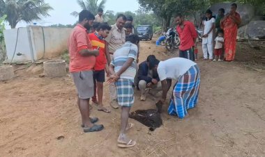 போக்கு காட்டும் சிறுத்தை! ஓடி ஓடி தேடும் வனத்துறையினர்!