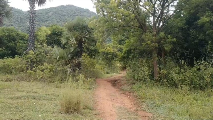 விற்பனைக்காக பதுக்கி வைத்திருந்த கஞ்சா பறிமுதல் ஒருவர் கைது!