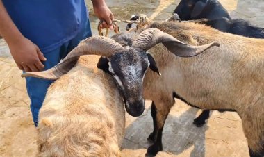 ரூ.4 கோடிக்கு ஆடுகள் விற்பனை! கலைக்கட்டும் ரம்ஜான்!