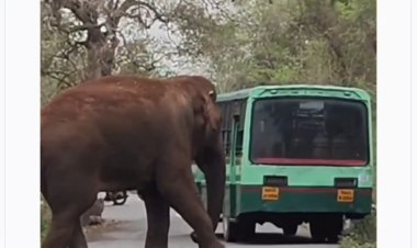 சாலையில் ஒற்றை கொம்பன் காட்டு யானை!