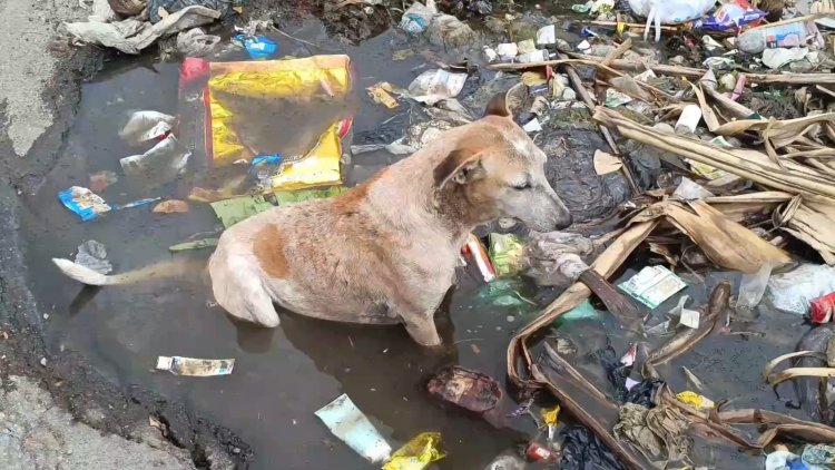 நாய் குளிப்பதற்கு வசதி செய்துள்ள நகராட்சி!