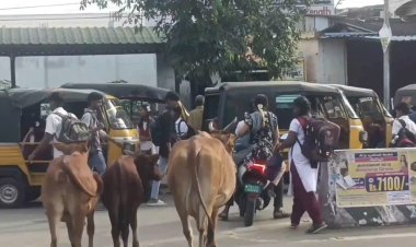 ரோடு யாருக்கு! மாட்டுக்கா? மனுஷனுக்கா?!