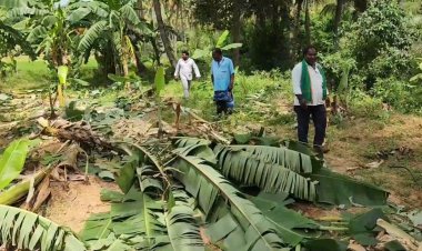 ஆந்திரா பூங்கா யானை தமிழக காட்டுக்குள் நுழைந்து கலாட்டா!