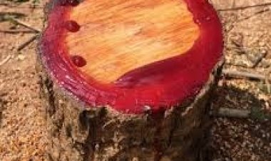 திருப்பத்தூர் போலீஸ் வீட்டில் செம்மரம் பதுக்கல்? வனதுறை ரெய்டு