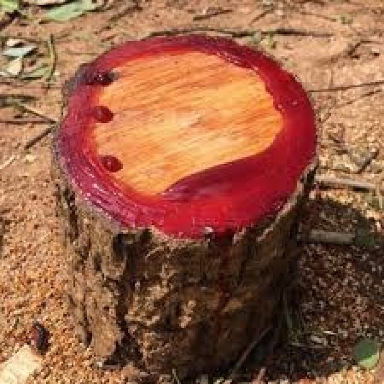 திருப்பத்தூர் போலீஸ் வீட்டில் செம்மரம் பதுக்கல்? வனதுறை ரெய்டு