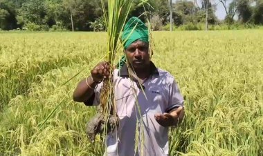  வேளாண் அதிகாரி நெற்பயிருக்கு இழப்பீடு வழங்கிடுவாராம்!