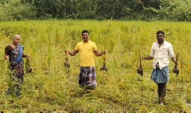 விவசாயிகளை கஷ்டப்படுத்தும் காட்டுப்பன்றிகள்!