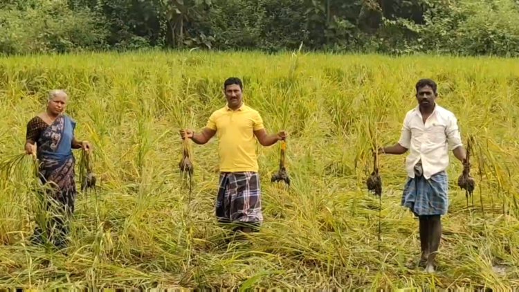 விவசாயிகளை கஷ்டப்படுத்தும் காட்டுப்பன்றிகள்!