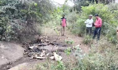 ஒரே நாளில் மூன்று யானைகள் மர்ம பலி! கடத்தல் கும்பல் கைவரிசையா?