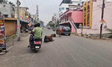 மாடு வளர்க்குதா மாநாகராட்சி?!