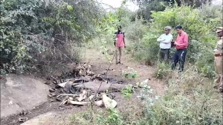 ஒரே நாளில் மூன்று யானைகள் மர்ம பலி! கடத்தல் கும்பல் கைவரிசையா?