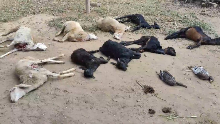 மாட்டிறைச்சி வருவலால் தெரு நாய்கள் அதிகரிப்பு! ஆடுகளை கொன்று குவித்த சம்பவம்!